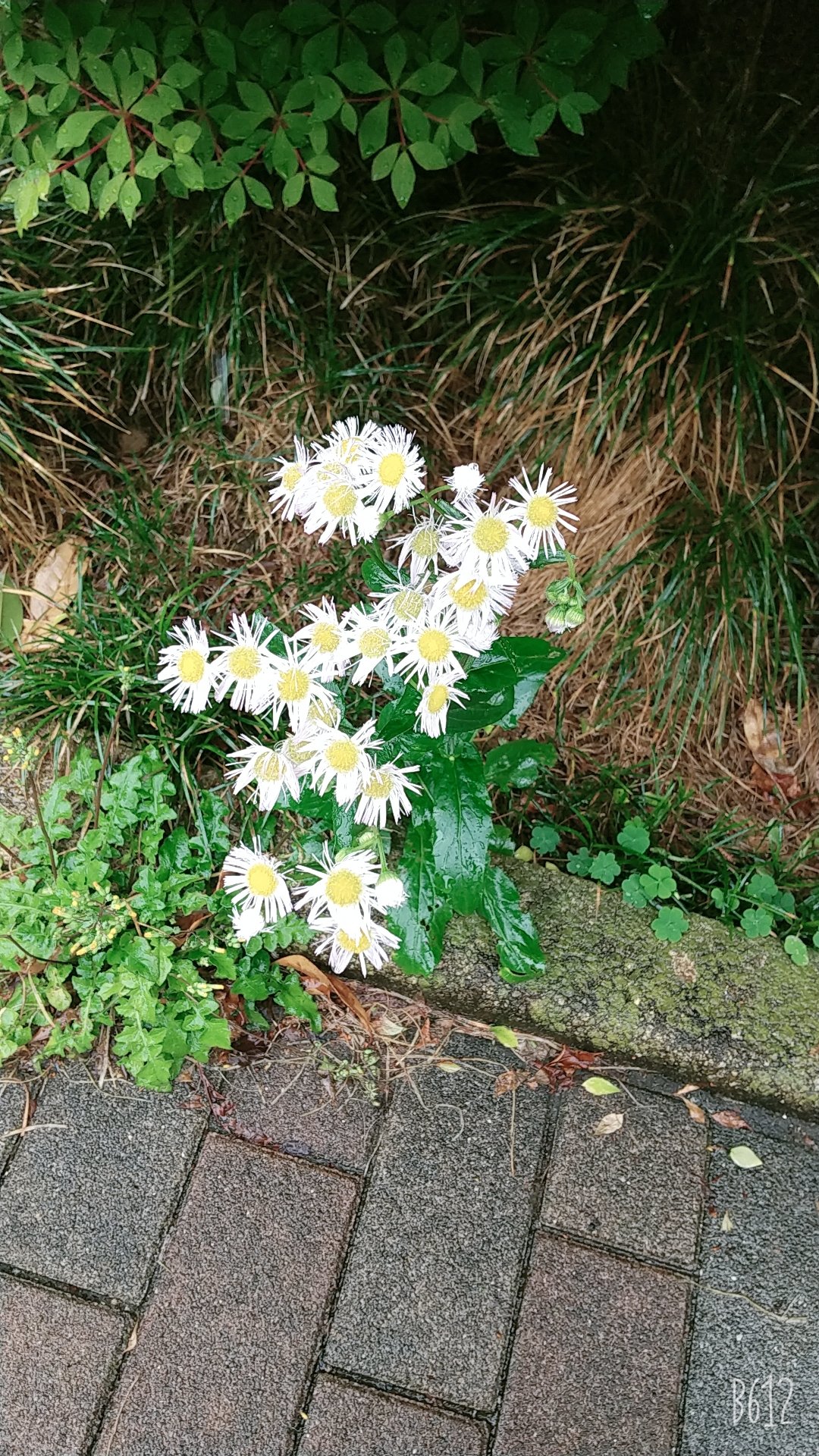 しゅりけんハムスターshurikenhamster 雨にぬれてよりみずみずしく見える デイジー大好き かわいらしくて 花言葉は 平和 希望 デイジー ひな菊 花言葉 T Co Jqb0qed5e2 Twitter しゅりけんハムスターshurikenhamster 雨にぬれてよりみずみずしく見える デイジー大好き かわいらしくて 花言葉は 平和 希望 デイジー ひな菊 花言葉 T Co Jqb0qed5e2 Twitter