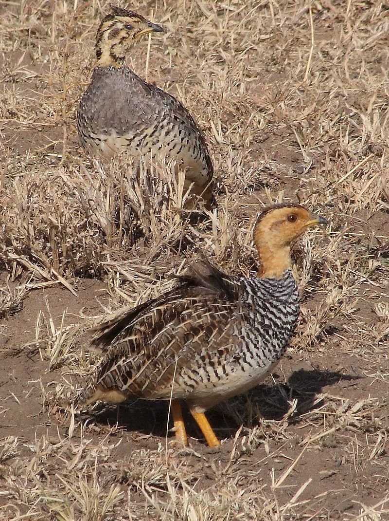 africanbirdname's tweet photo. Peliperdix coqui: Coqui Francolin
#isiZulu: inswempe
#isiXhosa: inswempe
#isiNedebele (ZIM): inswempe
#siSwati: ingwenyane
#chiNgoni: swempe
#Afrikaans: swempie
#inyoni #intaka #voël
Photo By Pharaoh han, CC BY 3.0, https://t.co/SGRMxw6Jqh https://t.co/hcSmqIOCj0