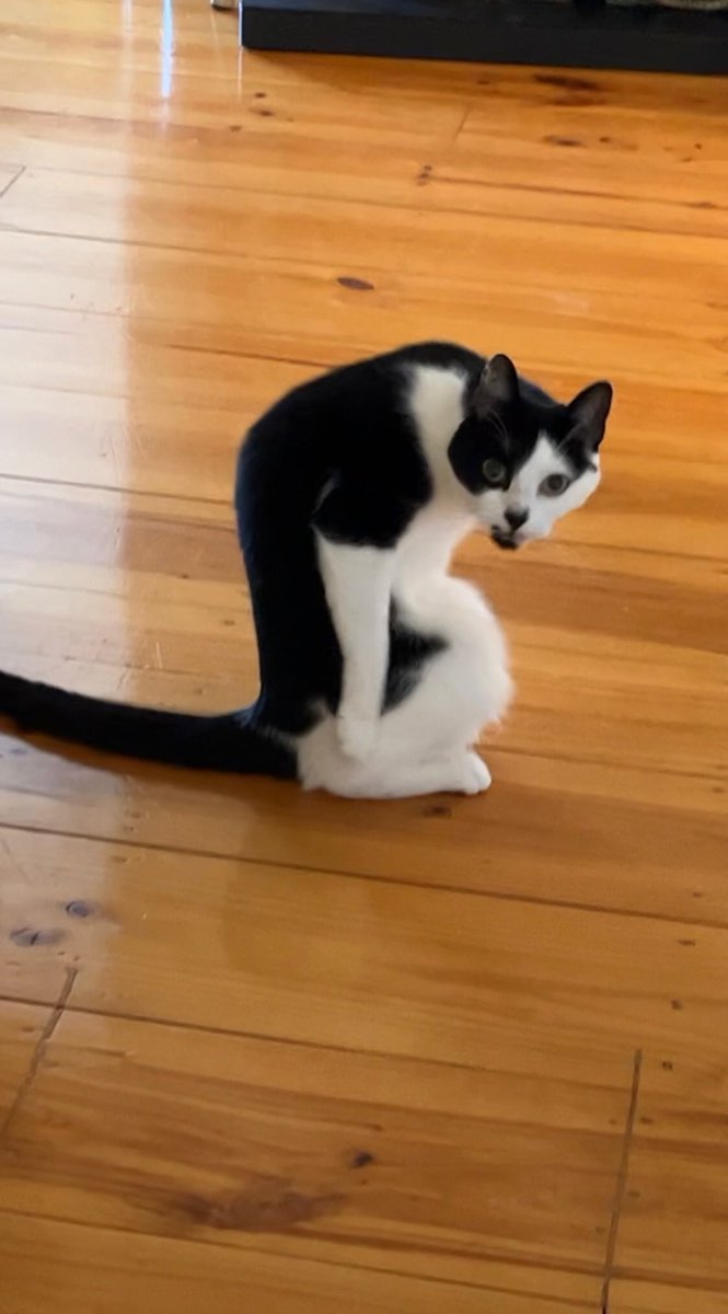 Brig: “Callie is so cute!”
Callie: