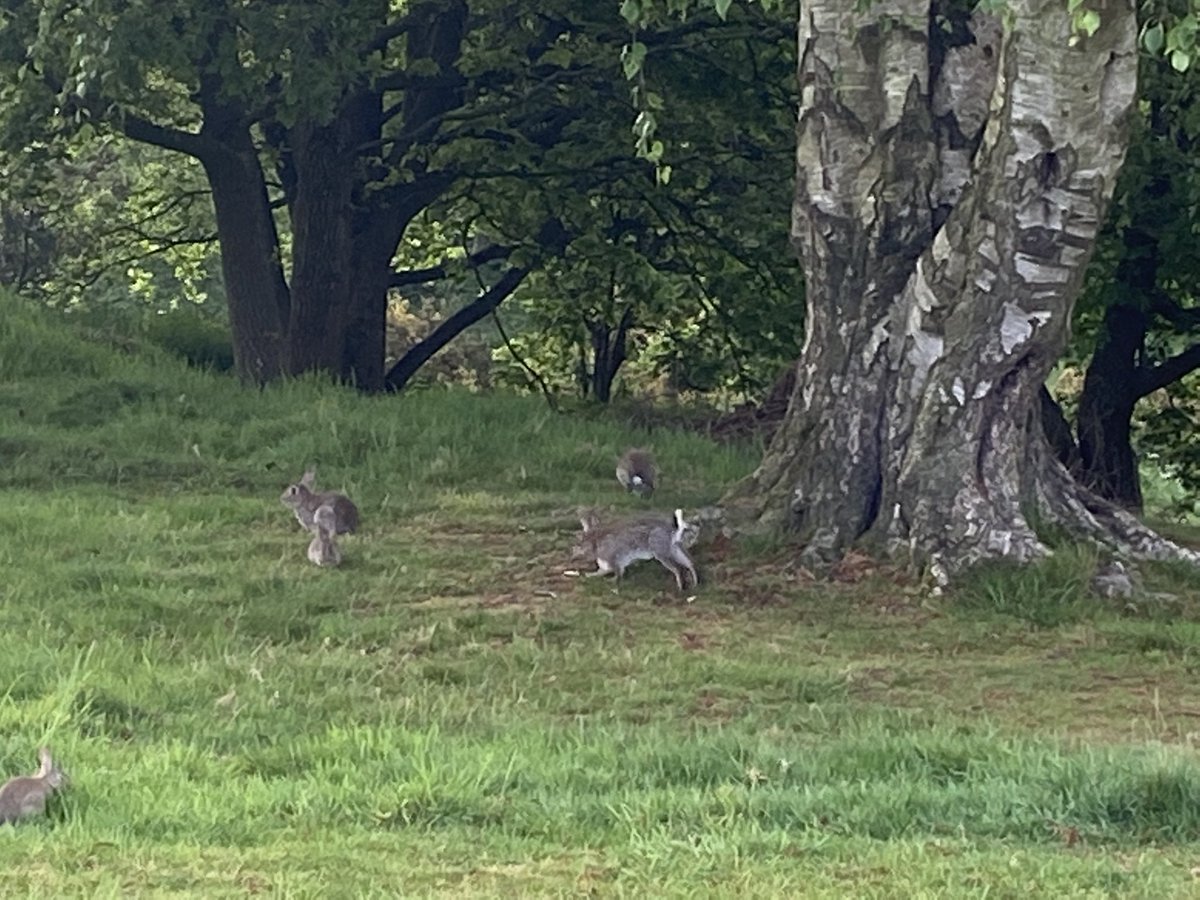Playful bunnies blissfully unaware that it is Monday morning 💚🐰 Have a good week everyone!
