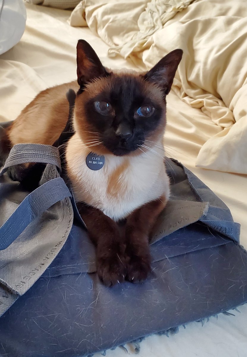ShaunaGMurry's tweet photo. Since this is Mental Health Awareness month, I would like to take the time to thank my recently departed angel for lifting my spirits for 17 years. Always there to listen...and talk...and talk! 🐱❤️🐱❤️
#MentalHealthAwarenessMonth #MentalHealthMatters #CleoTheSiamese https://t.co/gCaB8LRXBM