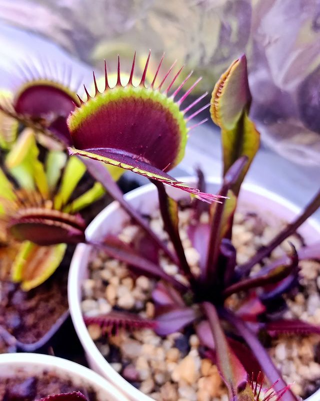 exoticfloraru's tweet photo. А как выглядят ваши мухоловки этой весной?
🥰
Inst: mobu.flora
Harika bir #dionaea ile, selam olsun. 🌸
🔸Dionaea muscipula "akai ryu f9"
#venusflytrap #flytrap #predatoryplants #dionaeas #dionaeamuscipula #carnivorousplant #carnivorousplants #насекомоядные  #венеринамухоловка https://t.co/yrVPL3uIha