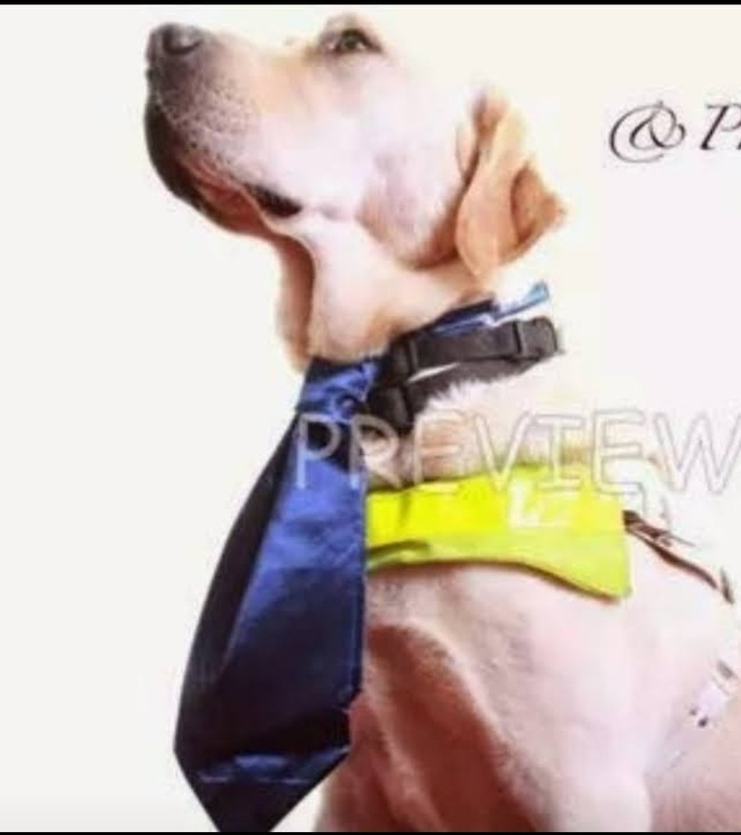 Good night you absolute legend Thomas the GD.
Big hole in all out hearts with you flying high into heaven. You are and will be forever missed.