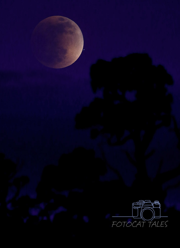 FotoCatTales's tweet photo. We headed up to Monitor Pass for the Super Flower Blood Moon lunar eclipse. The clouds almost skunked me on the eclipse but they sure made for an amazing sunset. Two cameras pointed in opposite directions for a bit tonight! https://t.co/BMw4ih0ZsL