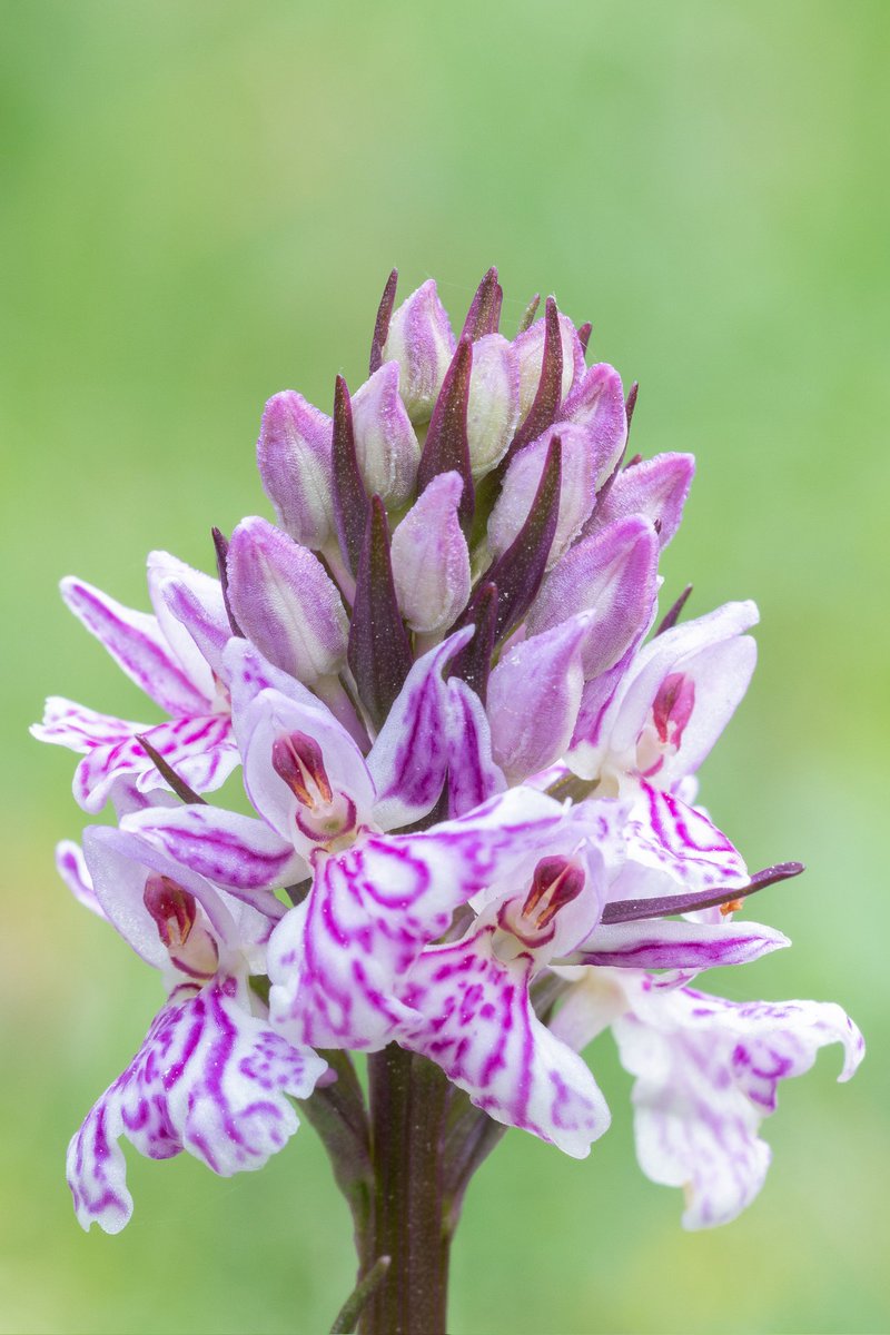 theaimlesslens's tweet photo. Orchid time on Southampton Common. #orchid #southampton #southamptoncommon #sotoncommon #nature #NaturePhotography https://t.co/xPPEXMHZER
