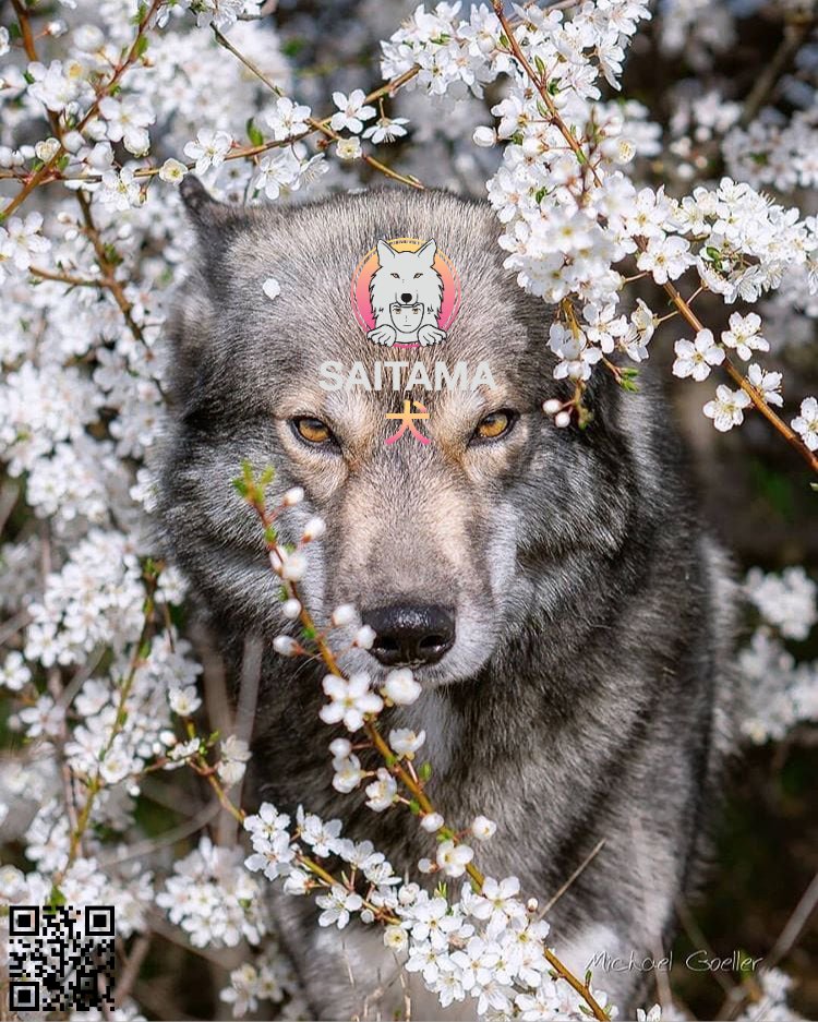 W3N_LYCO5's tweet photo. I know we're #notaninu anymore soon (phew π
) but still I share this beautiful work mady by our brother @ABiMH01!
Kudos & shoutouts to you, brother! You're doing am we some job for #saitamawolfpack! Thanks so much bro!! Keep it up! πͺ
(go follow him - you won't regret! βοΏ½οΏ½οΏ½β€οΈ) https://t.co/onb6BLjvv1
