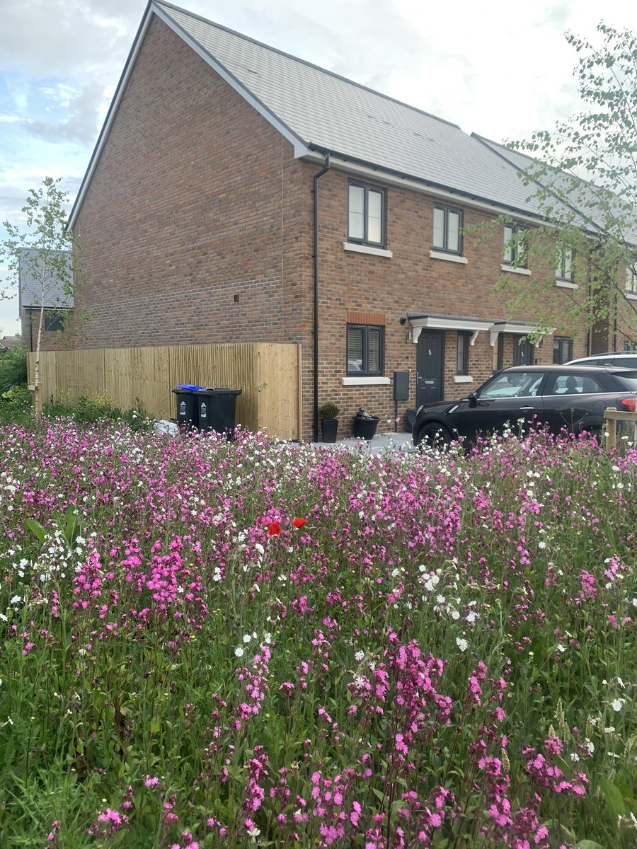 rtaylorjones's tweet photo. This is what areas of a new build estate can look like if wildflower patches are made. Well done @Quinn_Estates for listening and making this happen. Please do give them encouragement for doing this. It’s easy to bash developers but we can make gains for nature working with them. https://t.co/QLsiGJsDUZ