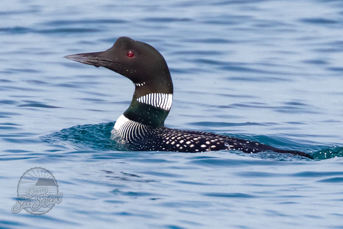 Devon Sea Safari tweet media
