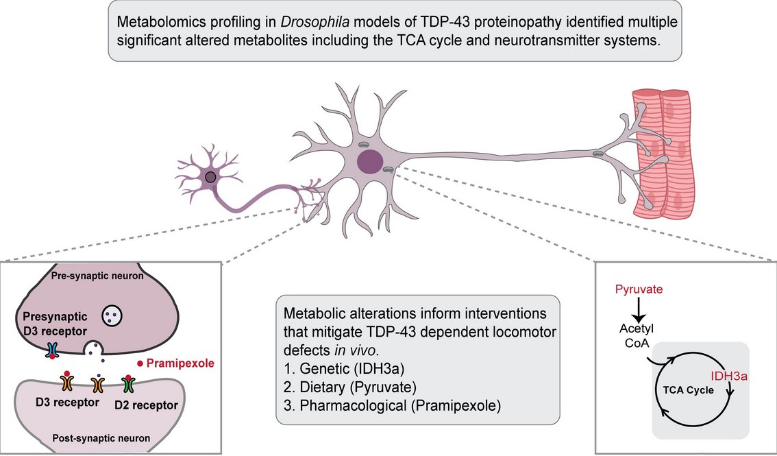 #MDPIMetabolites📗"TDP-43 #Proteinopathy Causes Broad Metabolic Alterations including #TCA Cycle Intermediates and #Dopamine Levels in #Drosophila Models of ALS" by Suvithanandhini Loganathan team at the link: mdpi.com/2218-1989/12/2…