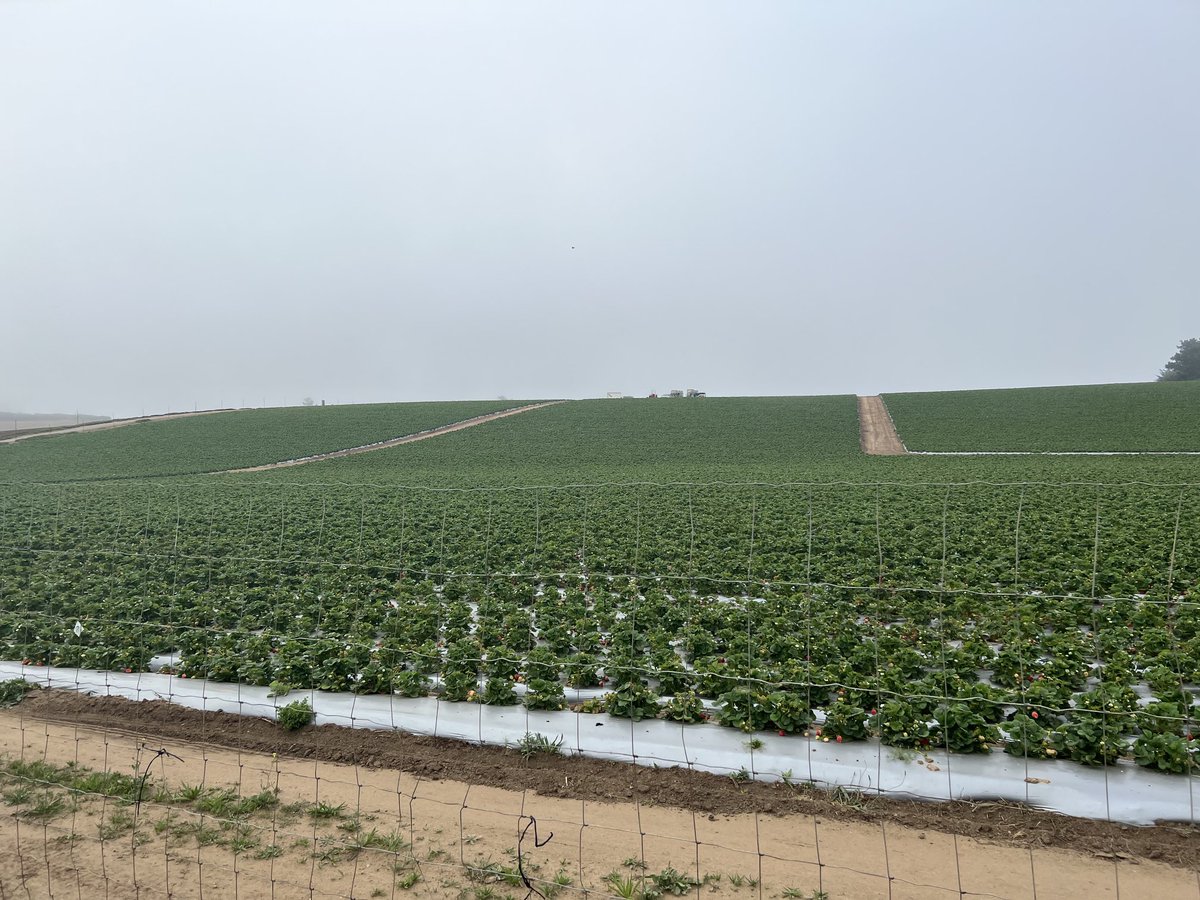 mary hawn tweet media