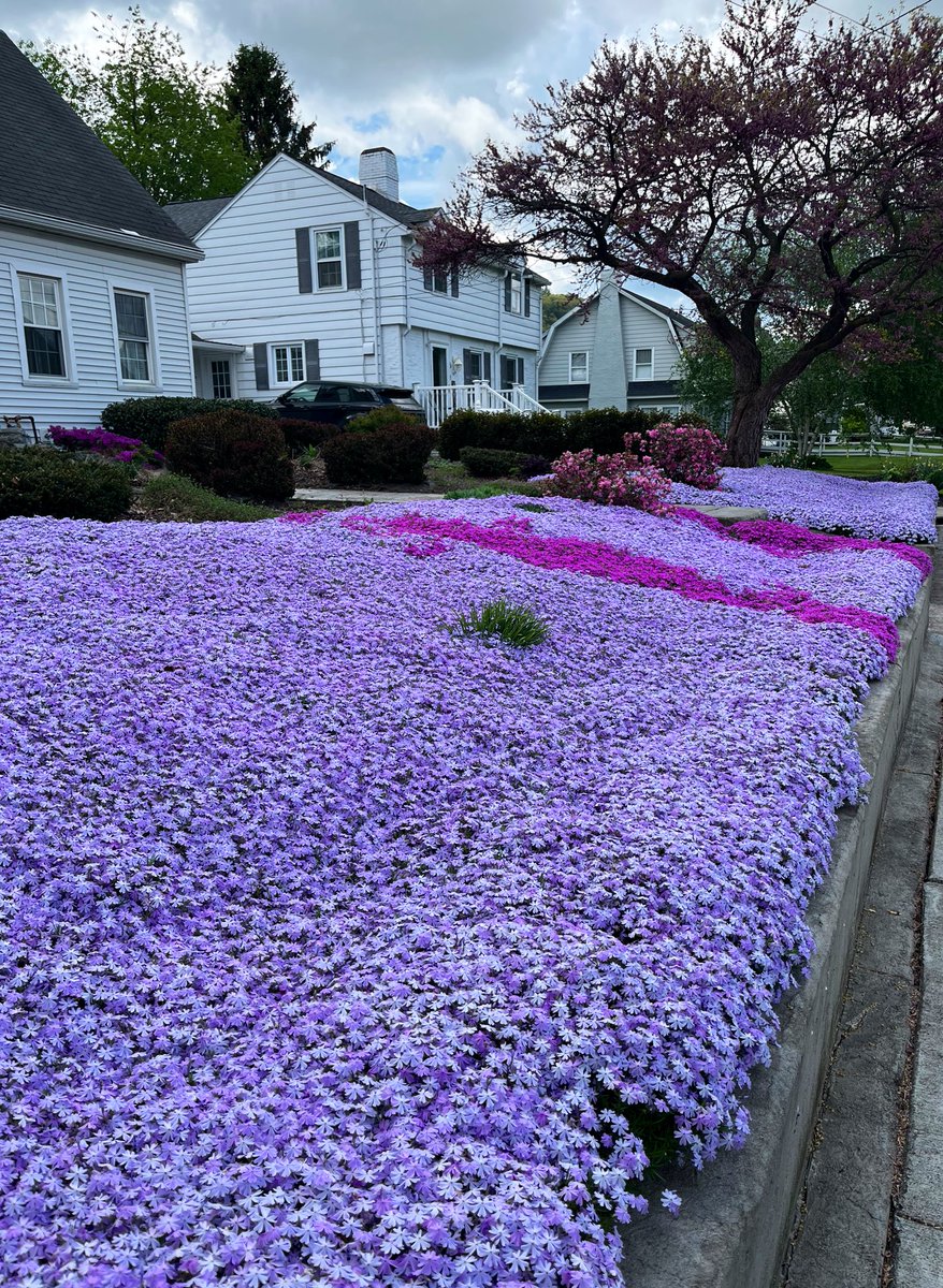 Made my annual visit to the sea of phlox