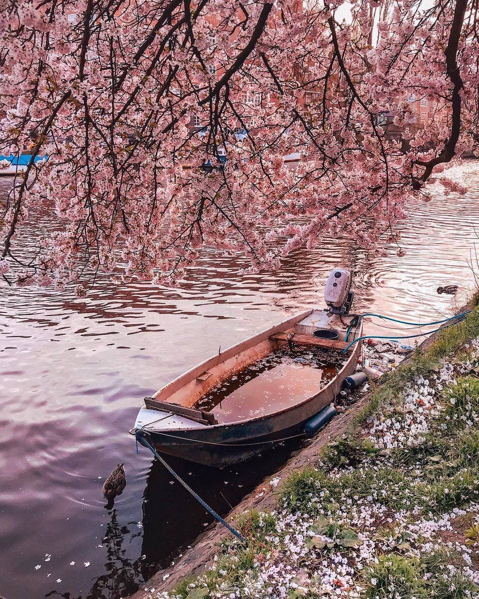 "من فرط رقتها يُخيّل إليكَ أنها زهرة."🌸
#صباحيات