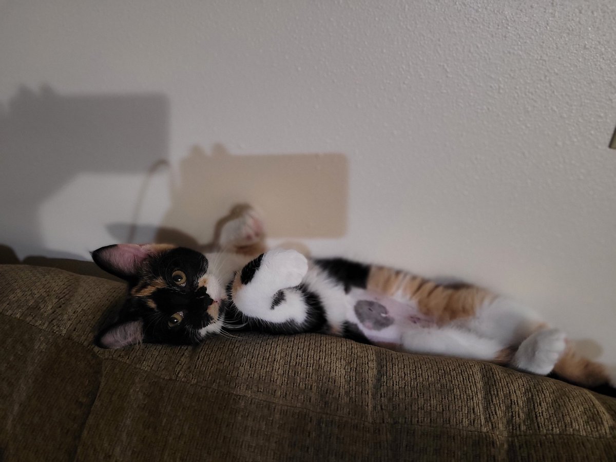 LateNights66's tweet photo. Hi Twitter. Meet Pumpkin. https://t.co/PRnmoOG8wx