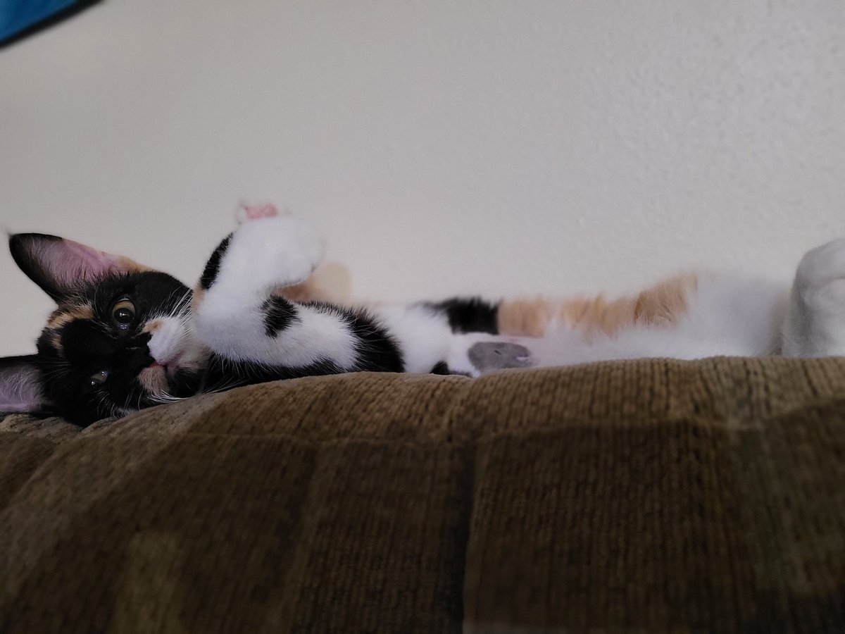 LateNights66's tweet photo. Hi Twitter. Meet Pumpkin. https://t.co/PRnmoOG8wx
