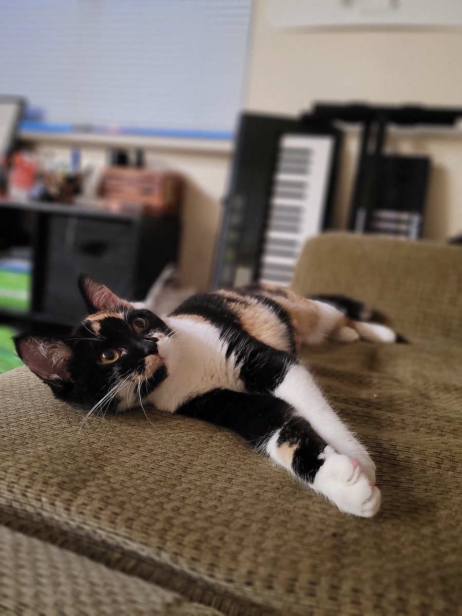 LateNights66's tweet photo. Hi Twitter. Meet Pumpkin. https://t.co/PRnmoOG8wx