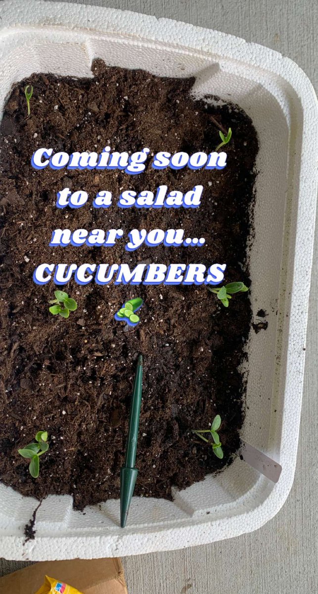Elizzylinz's tweet image. #gardening #cucumbers