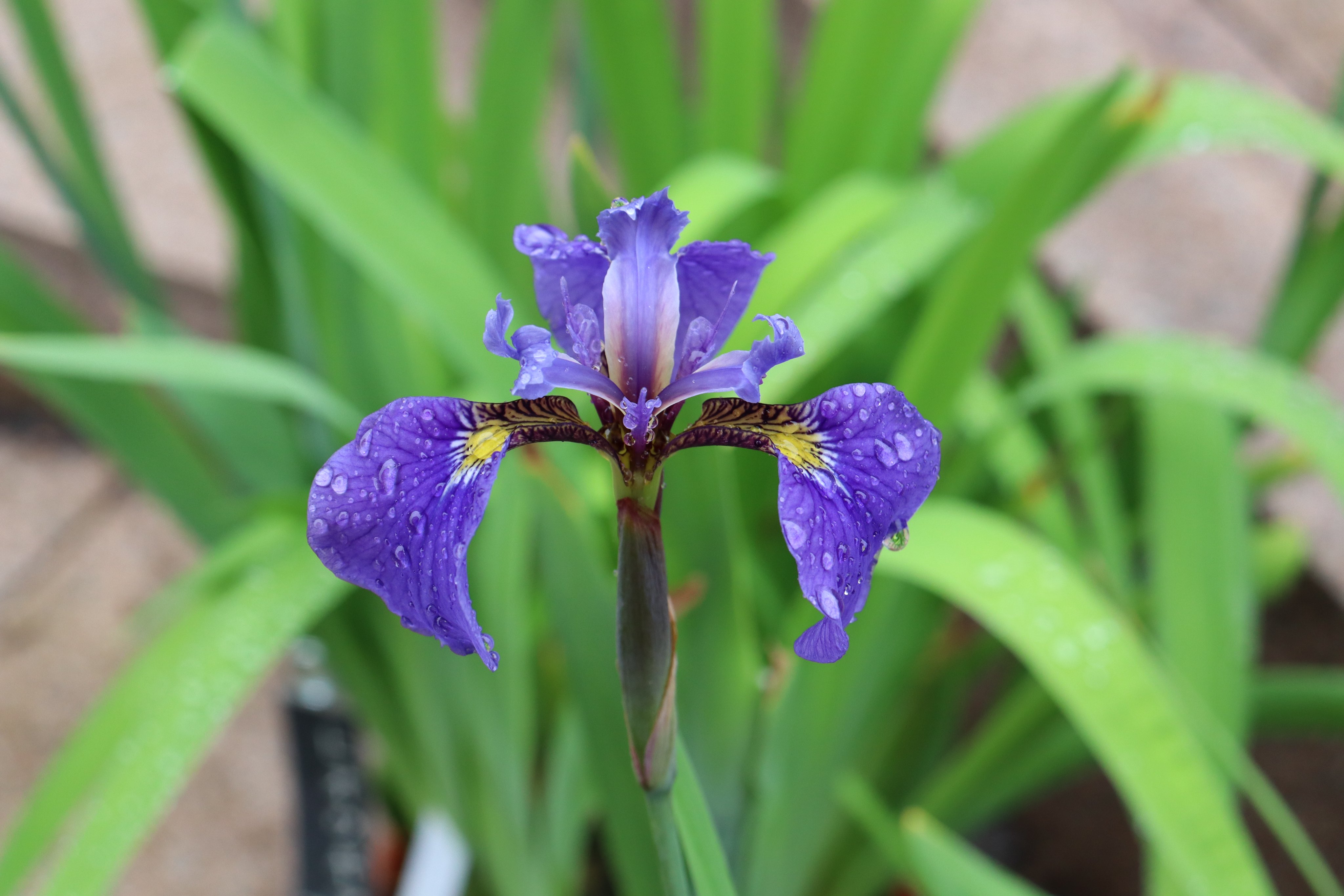 Twitter 上的 神代植物公園 ニュース 植物会館前で アヤメ を展示しています 花色が青紫色 ヒオウギアヤメ 赤茶色 チャショウブ 黄色 キショウブ 水生植物園でもキショウブなどが開花しています 広報係 T Co Zkxwwnfsgl Twitter