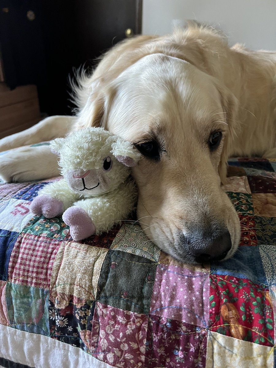 WonderdogHenry's tweet photo. Dad has been working really hard, lots of demands on himโฆso I thought I better try and inspire him to take a short nap with me today! #itshowiroll #therapydog #goldenretriever ps - it worked! ๐พ๐ด https://t.co/jK3an8jidz