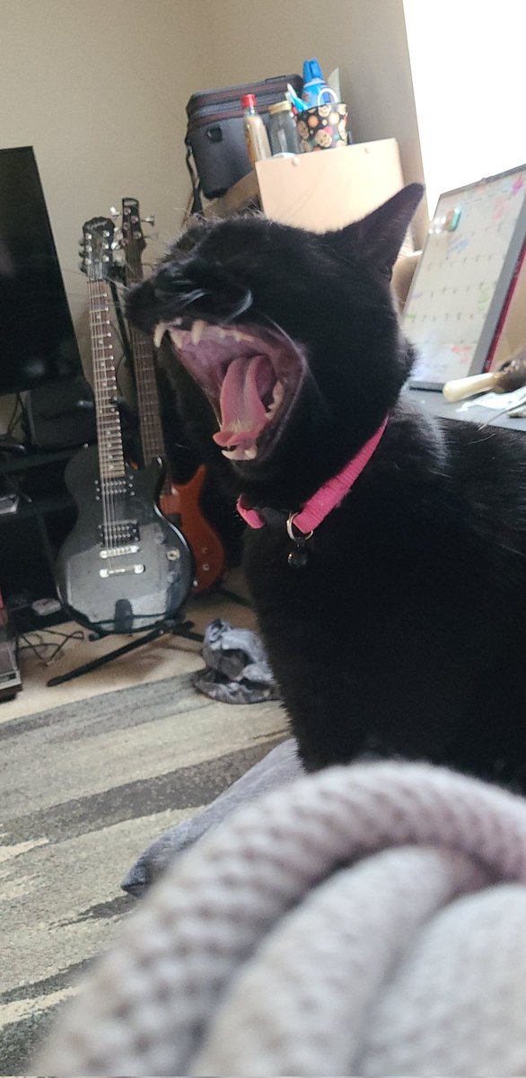 LateNights66's tweet photo. And just because I can't leave Luna out. https://t.co/U58kZS2p9p