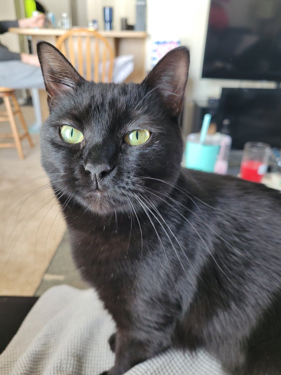 LateNights66's tweet photo. And just because I can't leave Luna out. https://t.co/U58kZS2p9p