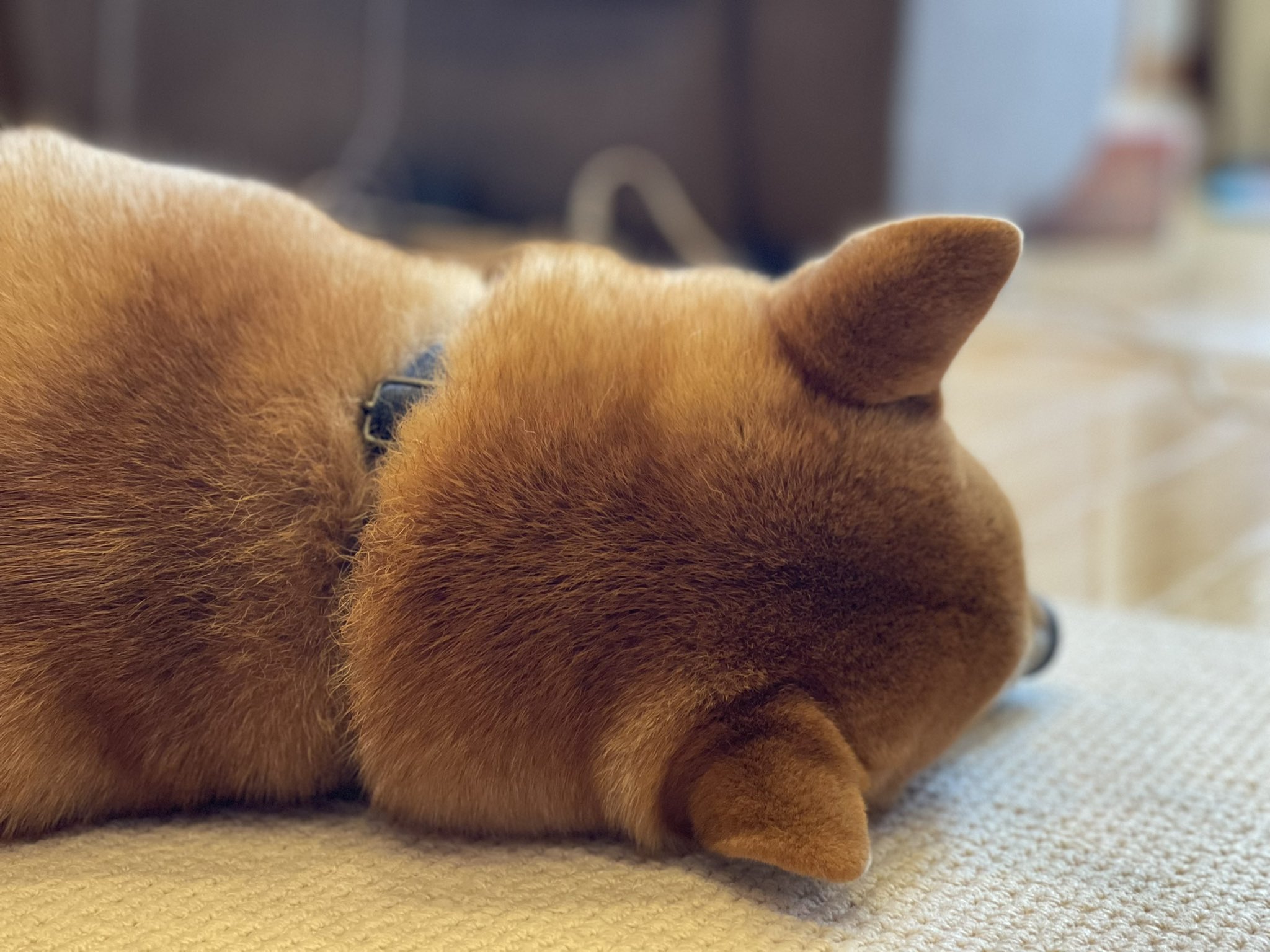 柴犬しばお 最高にかわいい後頭部 柴犬 しばいぬ T Co Mlw7g5hvoz Twitter