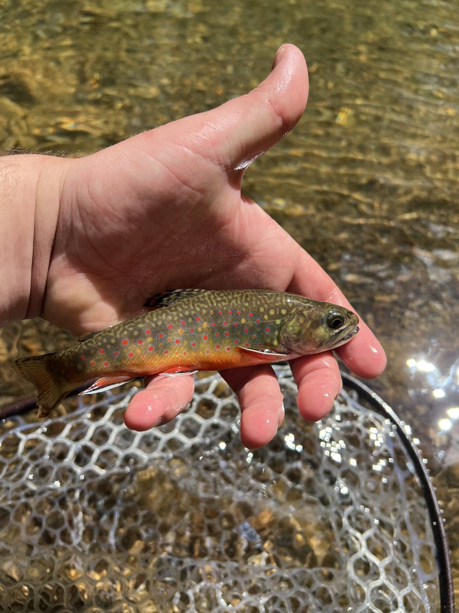 This native was incredibly colorful. He also refused three flies before he found the one he wanted..