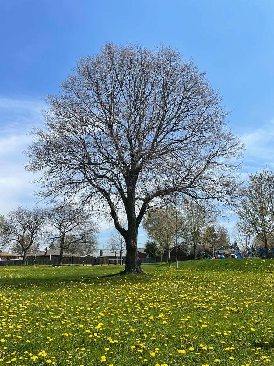 الشجرة نفسها بين فصلين من فصول السنة؛ الشتاء والربيع … عالم له رونق وجمال وتناغم بديع من خلق الله سبحانه وتعالى.  
The tree itself is between two seasons of the year; winter and spring … a world with splendour, beauty, and wonderful harmony created by Allah