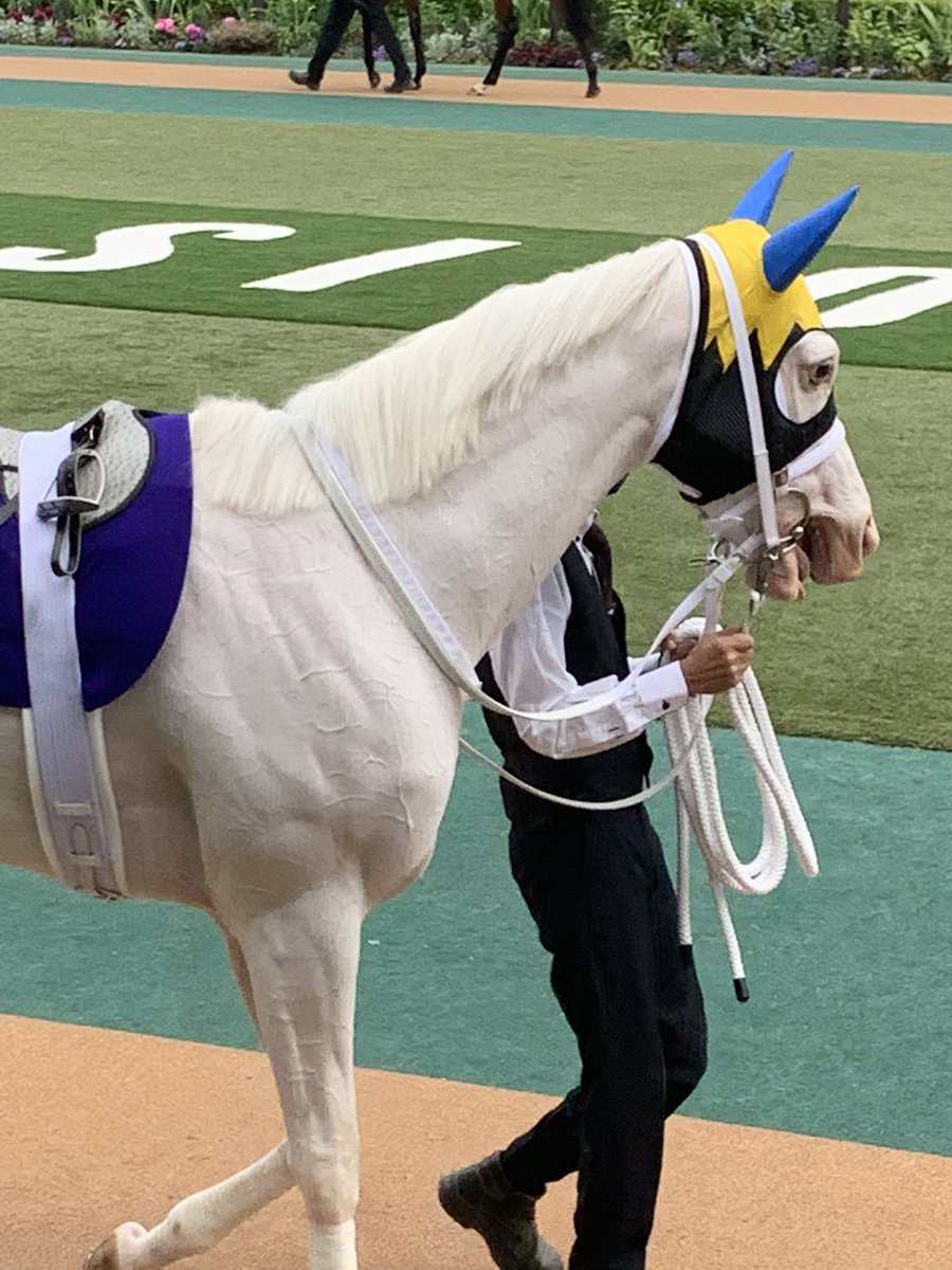 moco80741812's tweet photo. 昨日はソダシちゃんを応援しに東京競馬場へ。
初めて見るソダシちゃんに胸がいっぱい、、、。
無事完走良かった！本当に1着おめでとう！感動をありがとう！
#ソダシ　#ヴィクトリアマイル　#おめでとう https://t.co/C6cgPydaRe
