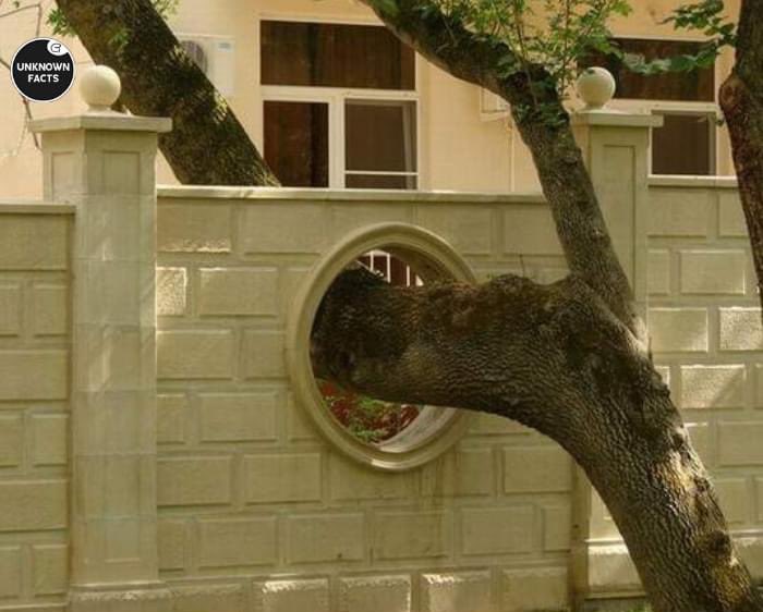 AwanishSharan's tweet photo. Because The Tree Came First. https://t.co/yQkV1OkZU0