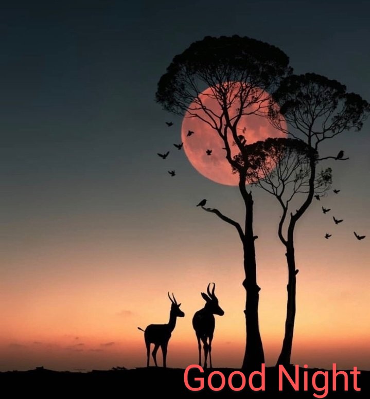 marcobonilla553's tweet photo. Good Night Twitter World
#moonred https://t.co/h7KfFbsHiI