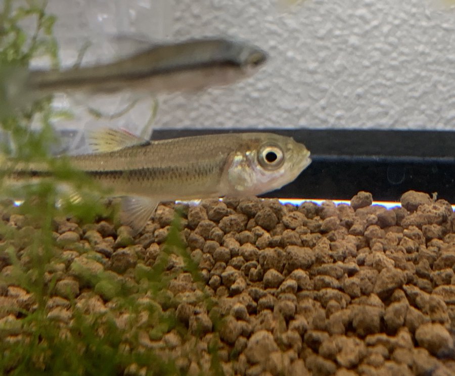 カワムツを飼育するための環境とは 必要なアイテムもあわせて紹介 あにまろ る