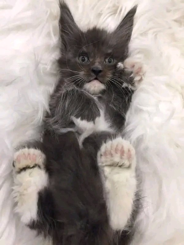 usacatlover40's tweet photo. https://t.co/lNxJv2cXPv