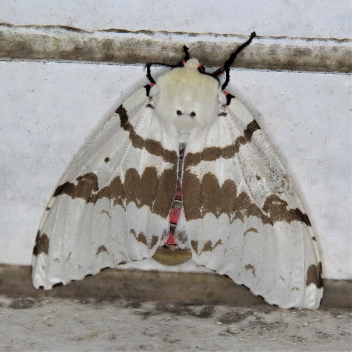 MondayMoth's tweet photo. Lymantria sp. https://t.co/P7KCM1NR0D