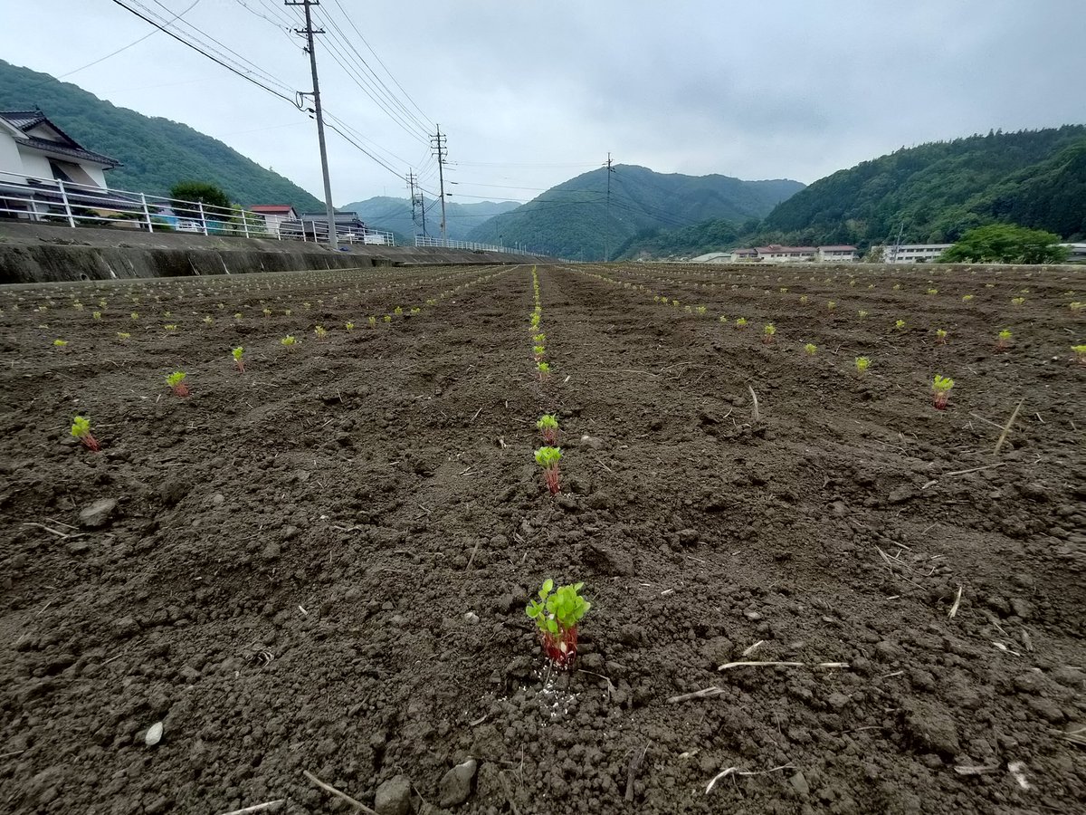 k_e_n_x2's tweet photo. 藍染 https://t.co/iSDgCqbNNJ