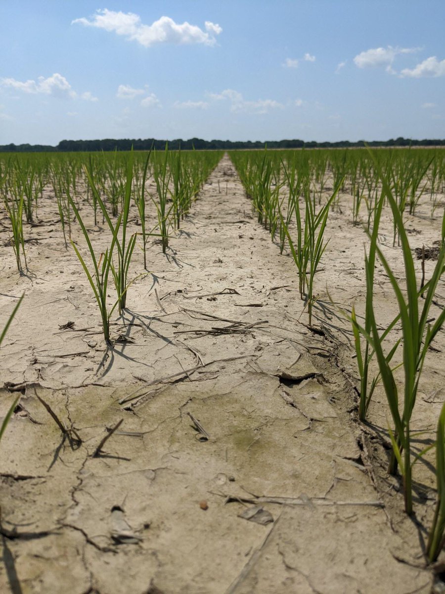 ARcropadvisers's tweet photo. Rice going to flood around Lonoke courtesy longtime AR CCA @KeithBShelton73 https://t.co/mIZMzlBCly