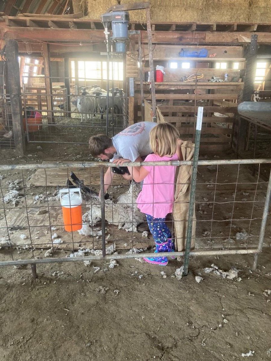 TiffDowell's tweet photo. I was always excited for shearing days wwhen I was a kid. Grateful now to watch my kids enjoying them as well! This kind of thing is the best part of a family farm for sure. #familyfarm #farmkids #sheepkids #shearingsheep #momlife #traditions #fourthgeneration https://t.co/SkgZkx0G6N