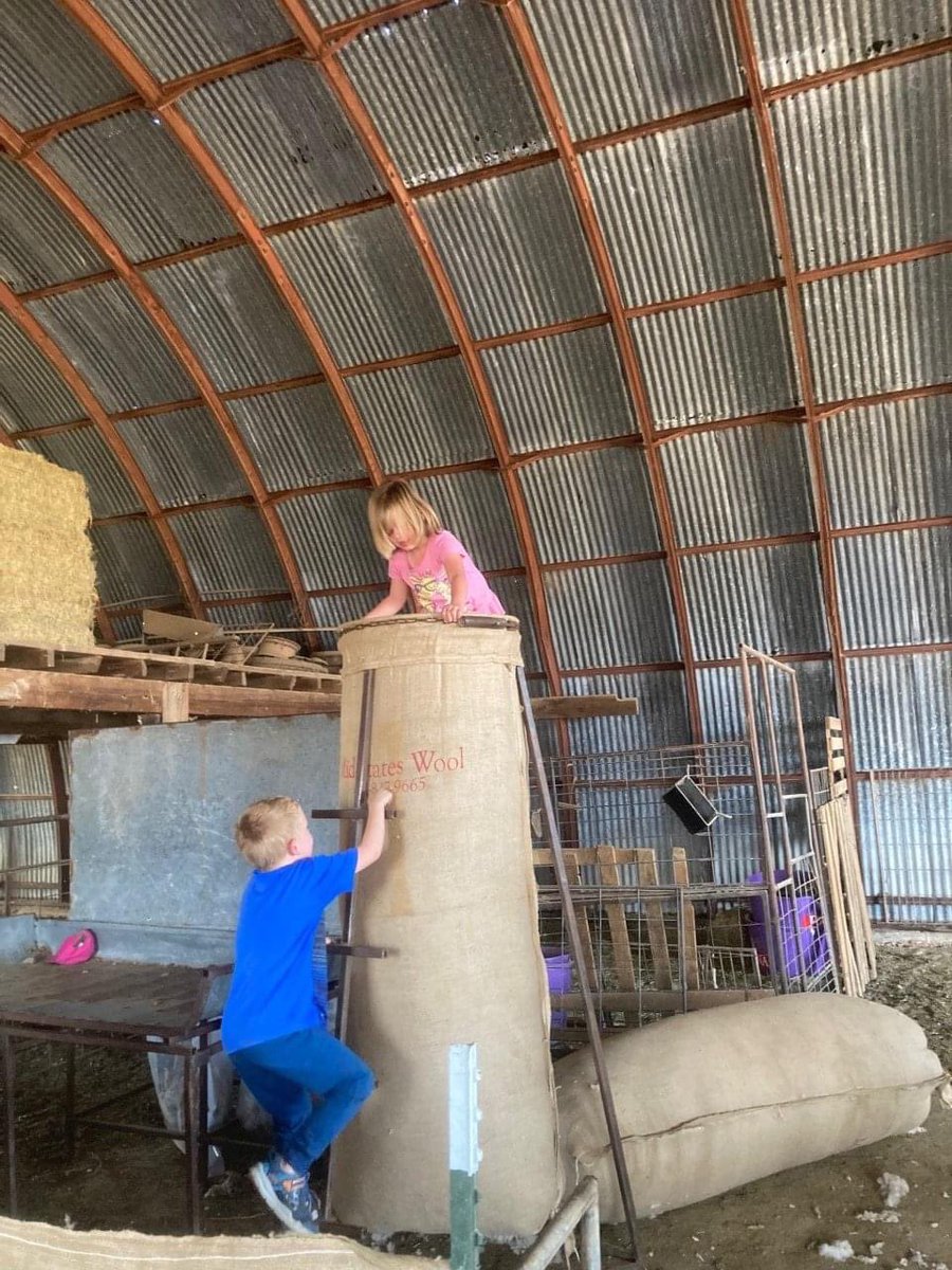 TiffDowell's tweet photo. I was always excited for shearing days wwhen I was a kid. Grateful now to watch my kids enjoying them as well! This kind of thing is the best part of a family farm for sure. #familyfarm #farmkids #sheepkids #shearingsheep #momlife #traditions #fourthgeneration https://t.co/SkgZkx0G6N