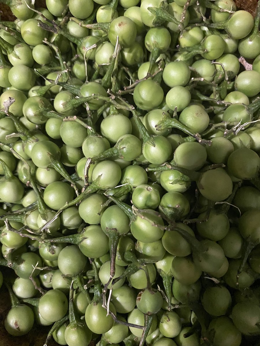 kadalcippi's tweet photo. Harvest from my Sundakai tree #turkeyberry this is just 1/2 of the harvest from a single tree. #sundakkai https://t.co/wL9nCKZEm4