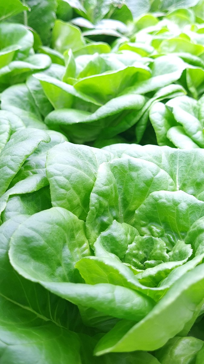 SuperLeafFarms's tweet photo. A healthy outside starts from the inside. https://t.co/P3B5xyGHJW