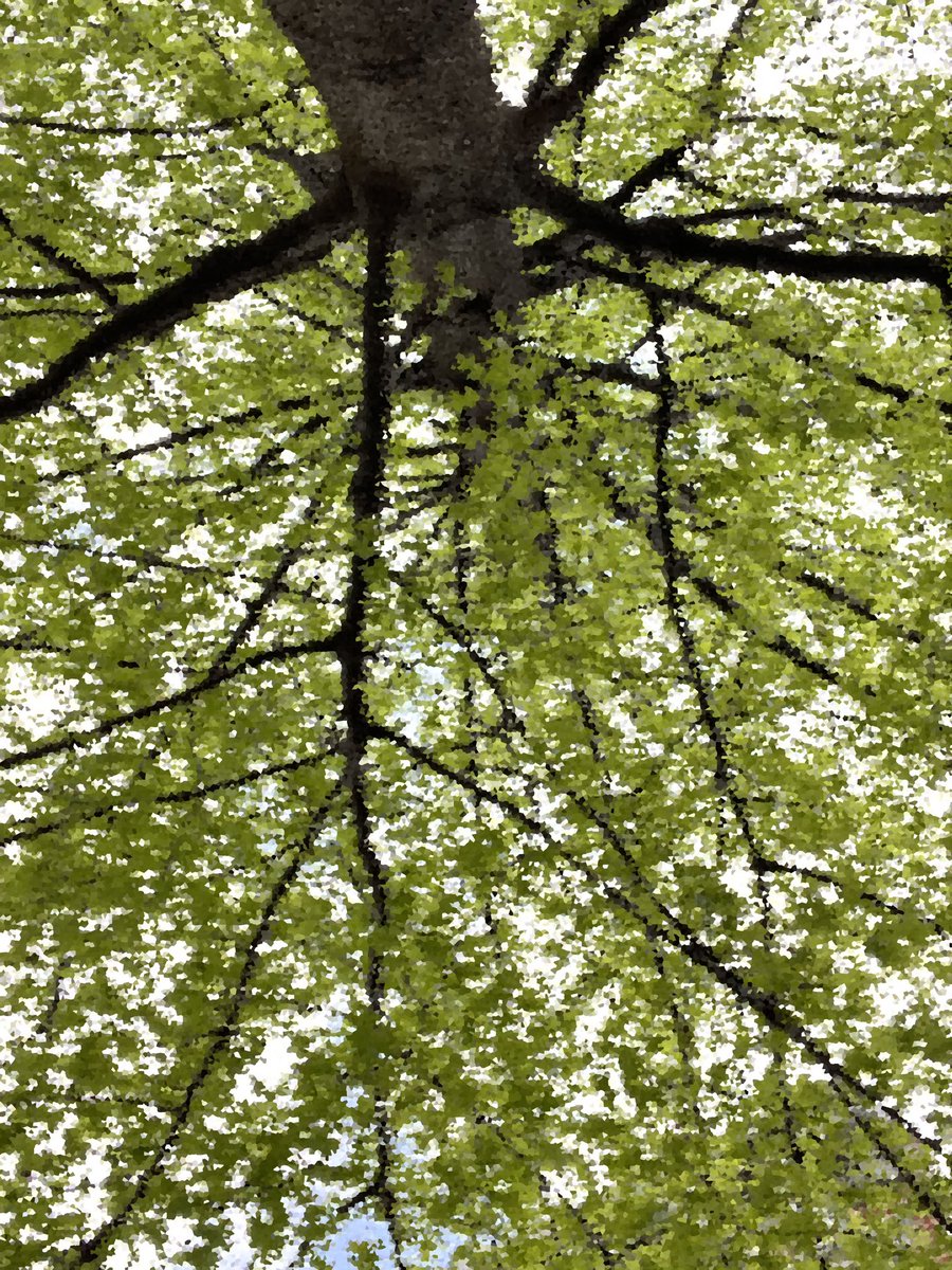 PalomiesDad's tweet photo. This tree was planted when I moved into my house and it was only 6ft tall, It’s been 12 years. It has watched me and now my family grow. In return we have watched all the animal family’s that call it home. This is me standing under it😊 #adobebadgers @HoneyBadgesNFT https://t.co/aR877YD8Mr