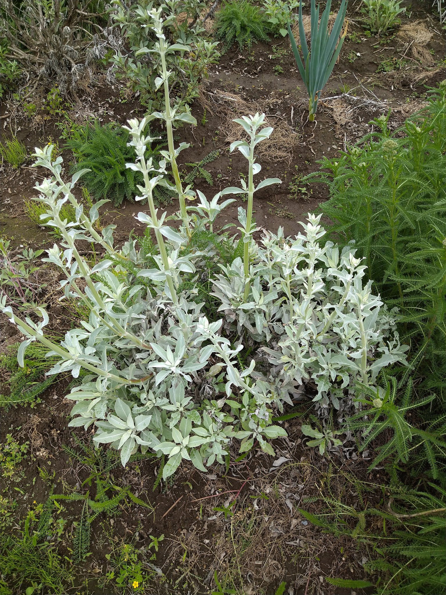 ホワイトセージ栽培中 Herb White Sage Twitter