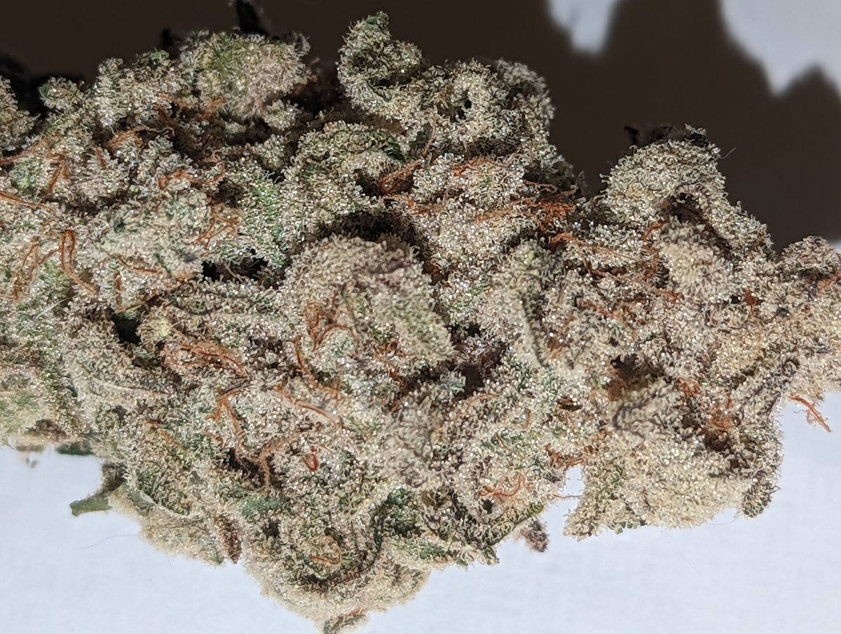 jeffgambino420's tweet photo. About to go in on this MAC 1 #CapsCut
#Mmemberville
#CannabisCommunity
#cannabisculture
#cannabisgrower
#mac1 https://t.co/WYOB0W435C