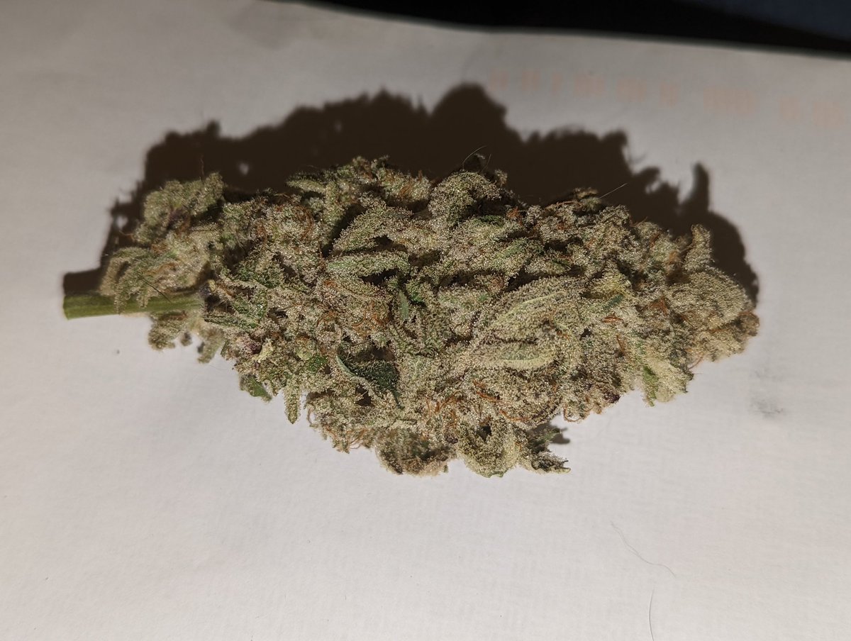 jeffgambino420's tweet photo. About to go in on this MAC 1 #CapsCut
#Mmemberville
#CannabisCommunity
#cannabisculture
#cannabisgrower
#mac1 https://t.co/WYOB0W435C