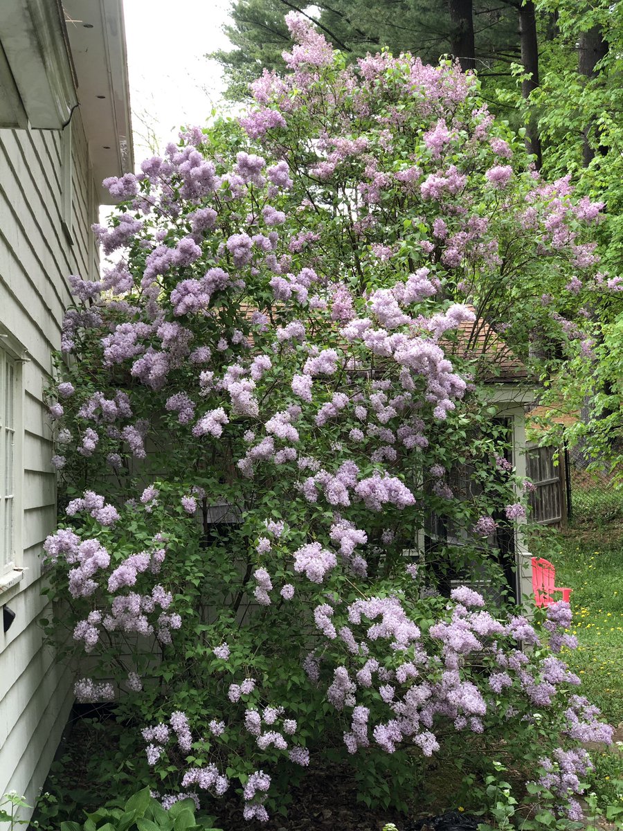 This year’s lilacs are in beautiful form. The house smells just beautiful. Too bad I was only home for a day. 
#SpringLilacs #StanleyCupPlayoffs