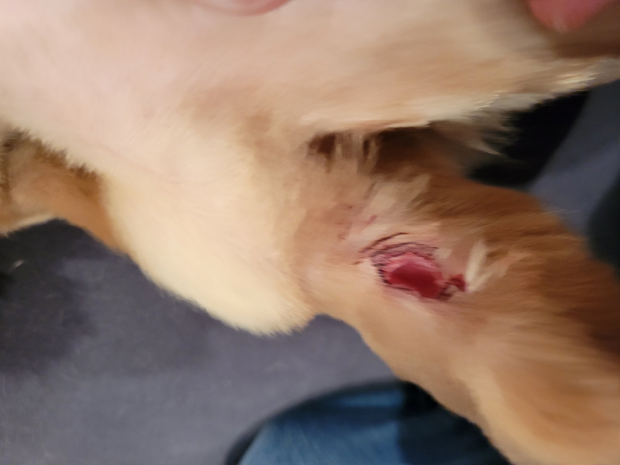 白雪 姫 イサムごめんね いつもお願いしてるトリミングサロンで帰ってきたら怪我をしていました 知らなかったと言われたけど トリマー本人が気が付いて無い事なんてあんの 仕上がり確認とかしないの T Co Oamglb2oe6 Twitter