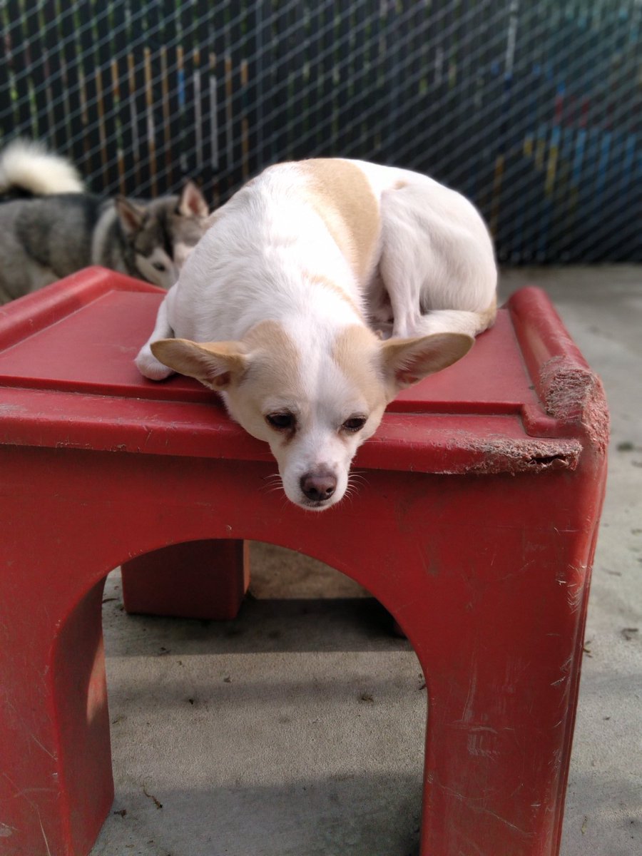 "Just kickin' it at work with my girl BeeBee. Being a staff dog can be exhausting sometimes." 

#dogsoftwitter #dogs #pets #DogTwitter #StaffDogs