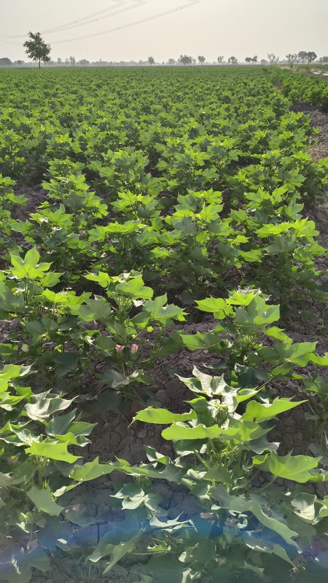 FutureofAgricu1's tweet photo. #CEMB new line #CKC6 at its glory.Beatutiful field by @SalehMu98819728 .
@PU_OfficialPK https://t.co/apvcMmk9rv