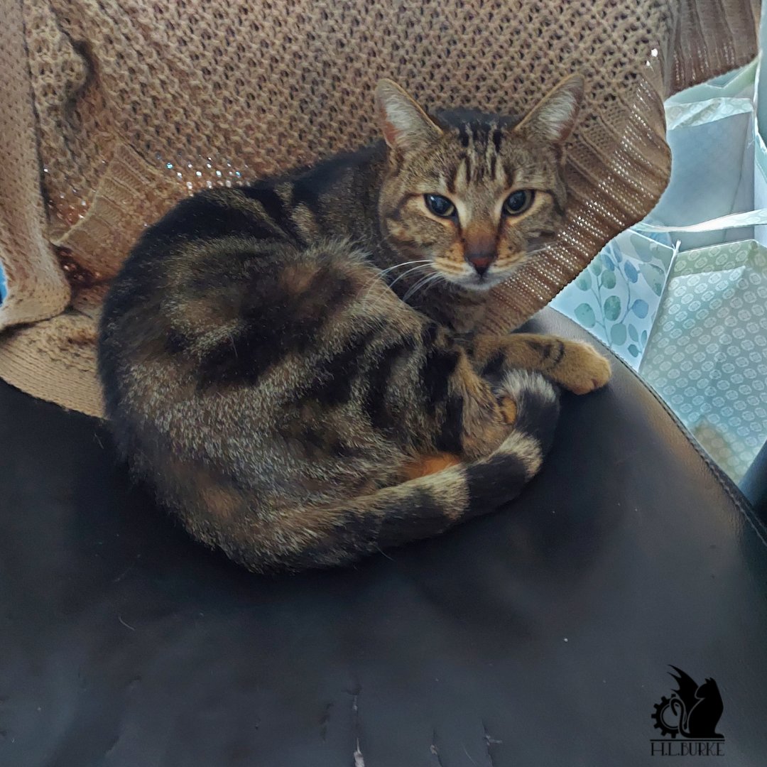 hlburkewriter's tweet photo. World's most handsome chair thief
#BrownieBite #Cattitude https://t.co/WK6XJkQS7L