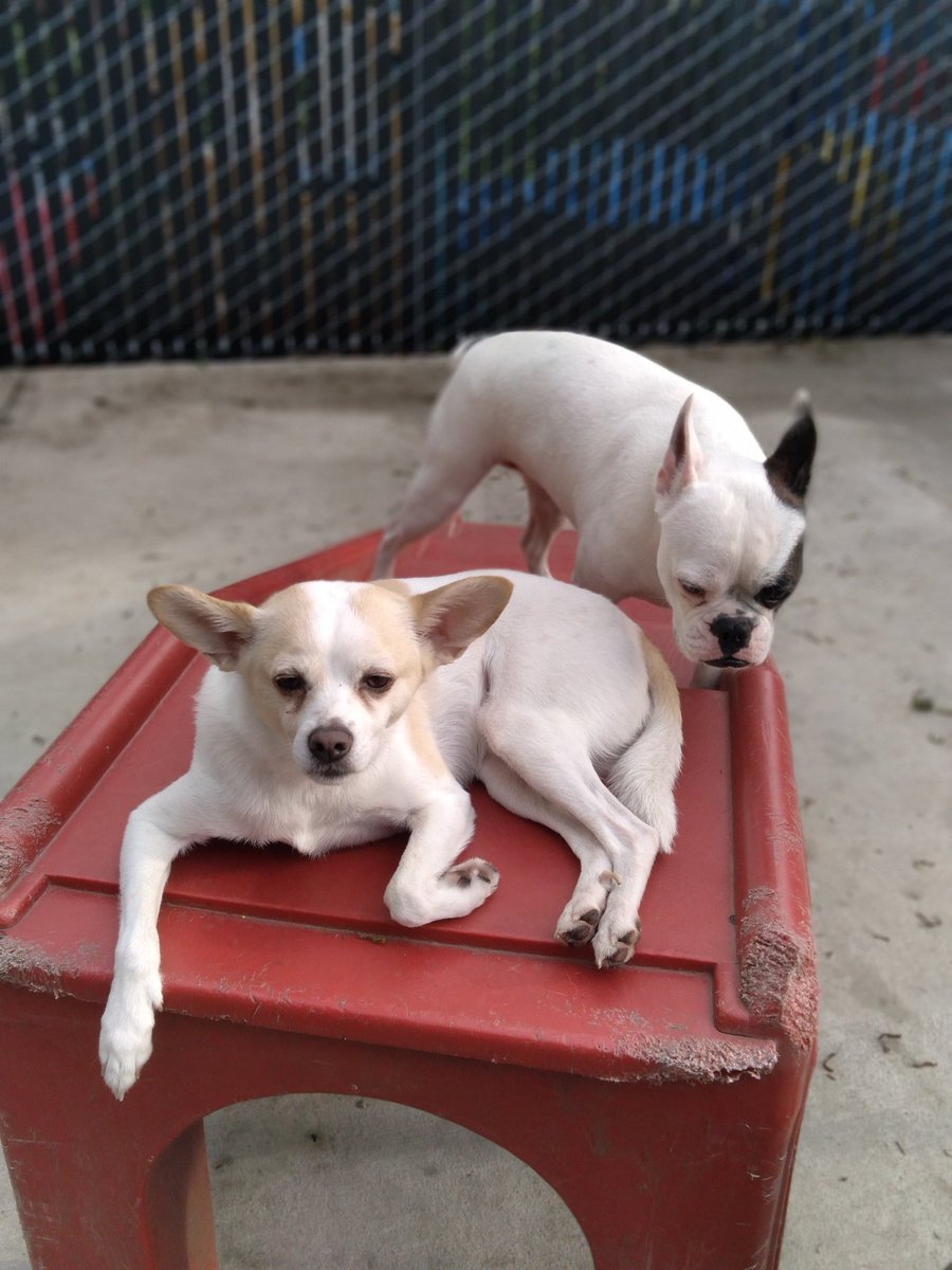 Fraction_Dog's tweet photo. "Just kickin' it at work with my girl BeeBee. Being a staff dog can be exhausting sometimes." 

#dogsoftwitter #dogs #pets #DogTwitter #StaffDogs https://t.co/jo7Y1hNoje