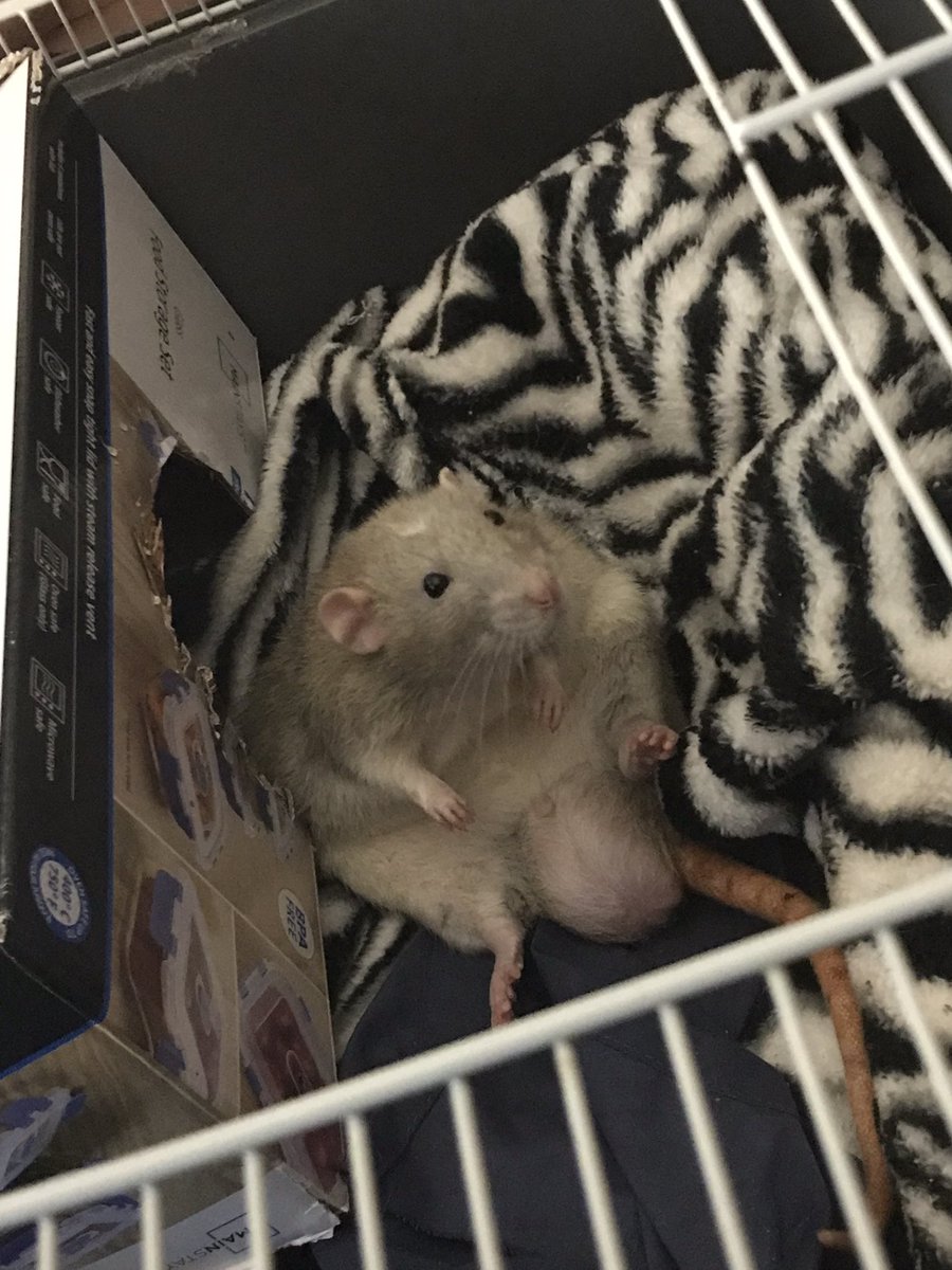 The Beanie Weenie himself. Cranky old man who refuses to live with the other boys…